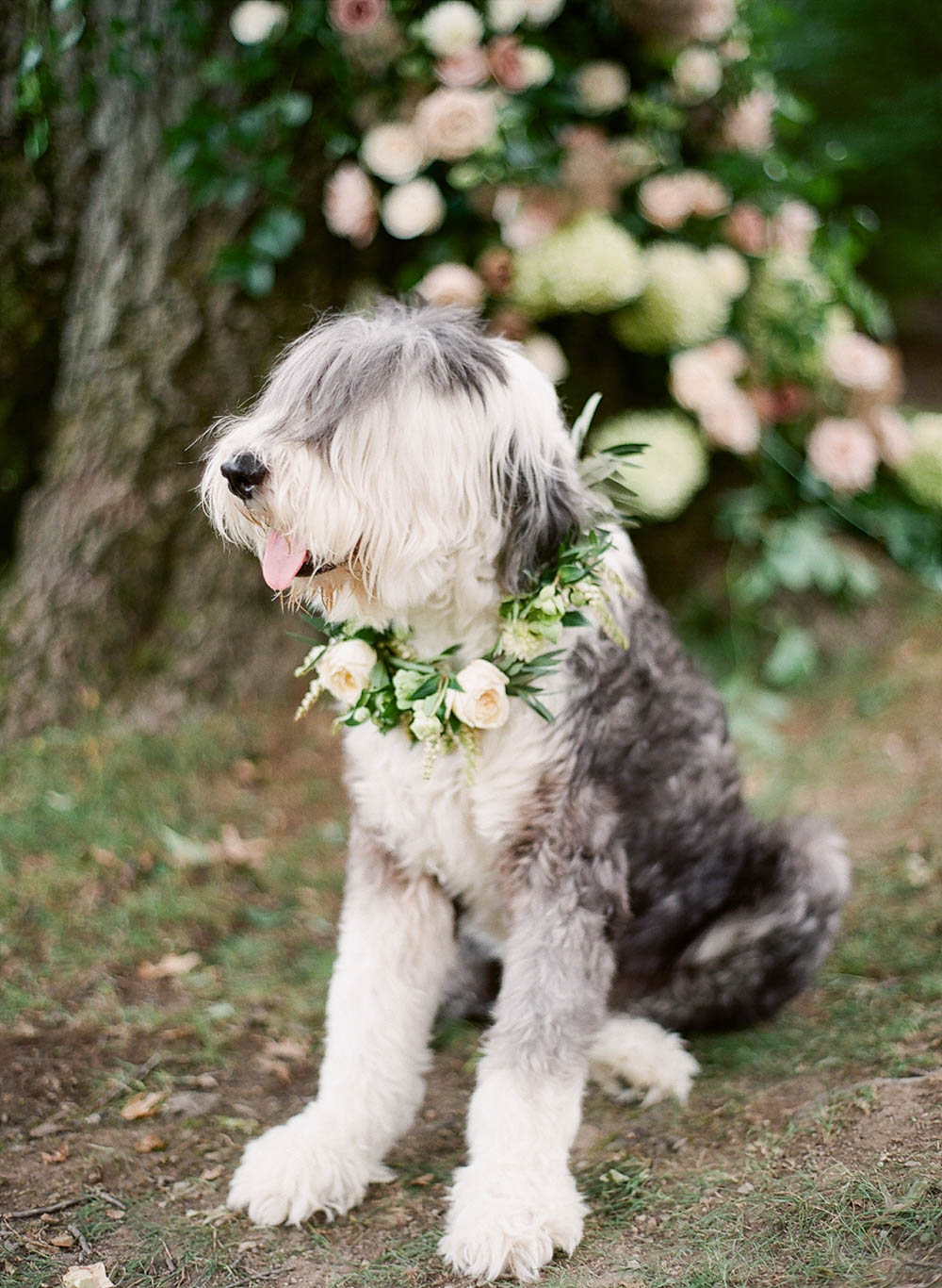 Illuminate Gathering Film Photography Workshop wedding dog old english sheepdog floral wreath flower crown